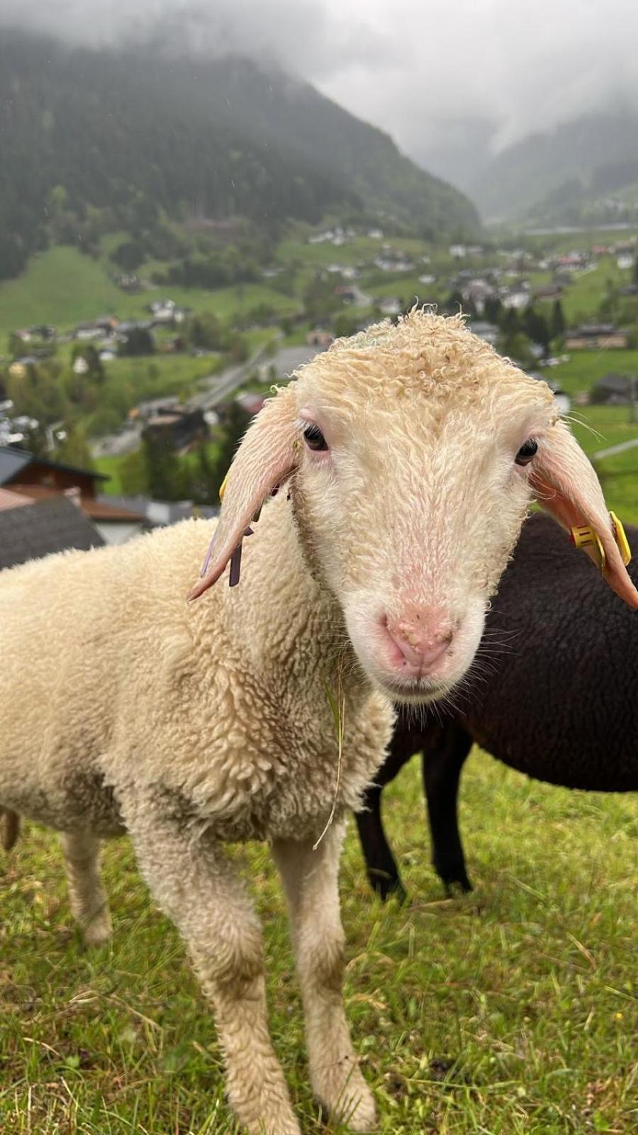 Alpenpension Maderer Gaschurn Exteriér fotografie